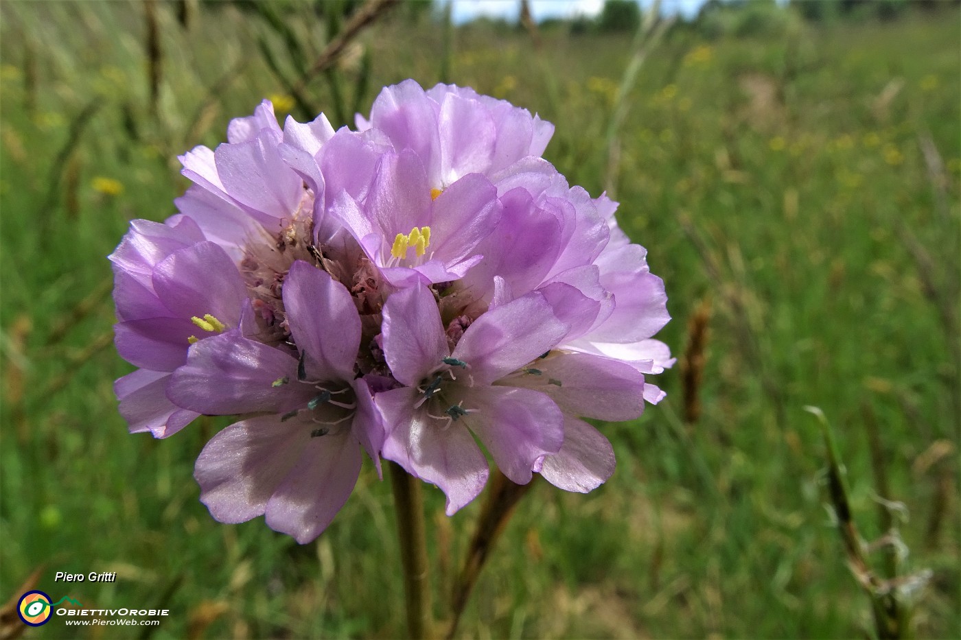 35 Spillone alpino (Armeria alpina) alla macro nei prati della Stalla Fopp.JPG